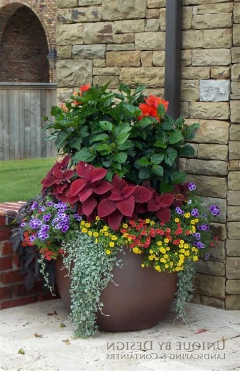 plants for patio pots