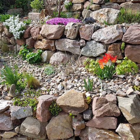 plants for rock garden