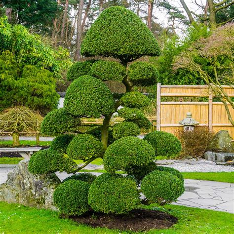 plants for topiary