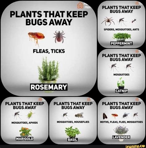 plants good for keeping bugs away