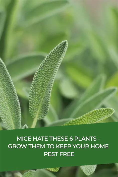plants mice hate