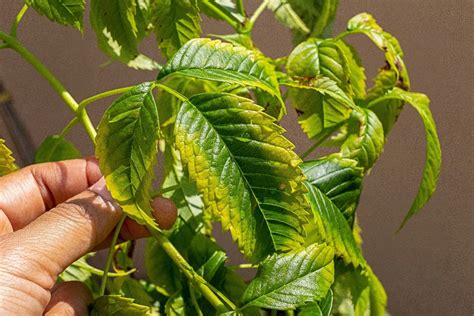 plants potassium
