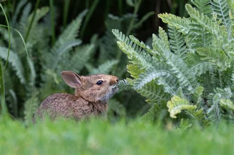 plants rabbits won t eat