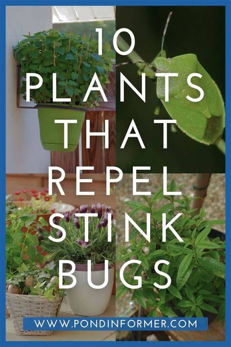 plants repel stink bugs