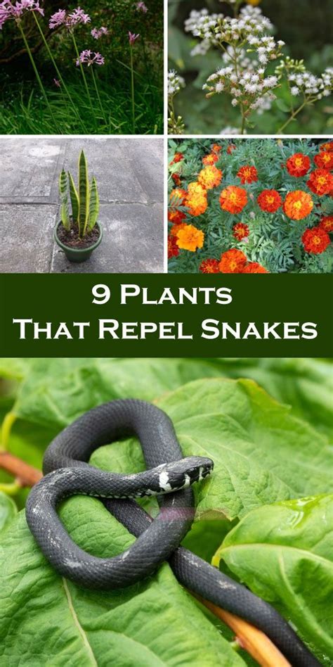 plants snakes don t like