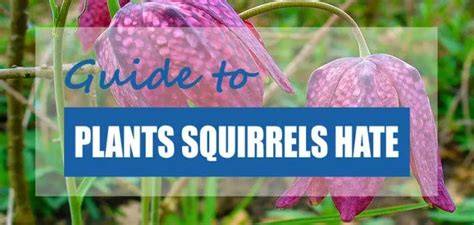 plants squirrels hate