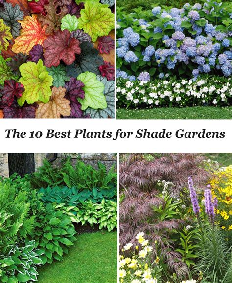 plants suitable for shade