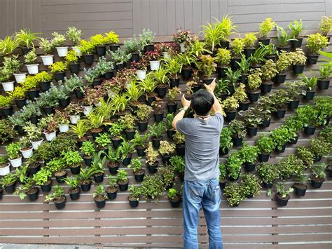 plants suitable for vertical garden