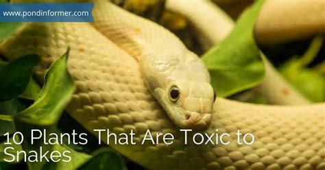 plants that avoid snakes