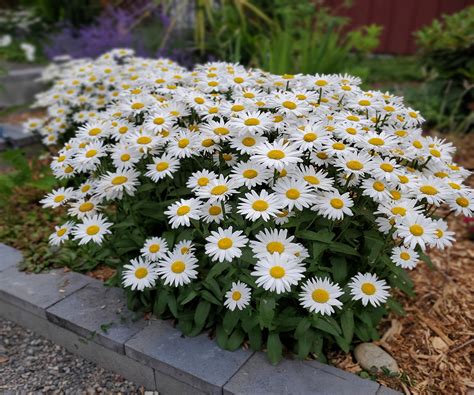 plants that complement shasta daisies