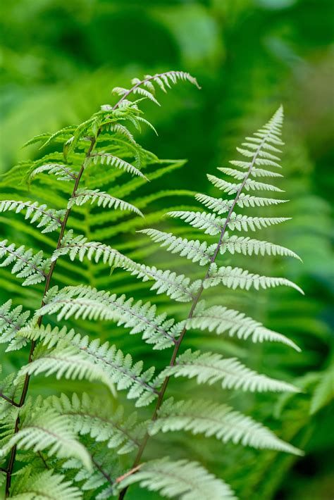 plants that compliment ferns
