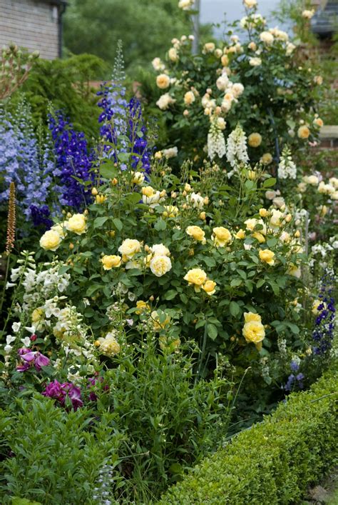plants that compliment roses