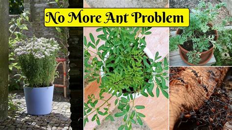 plants that deter ants