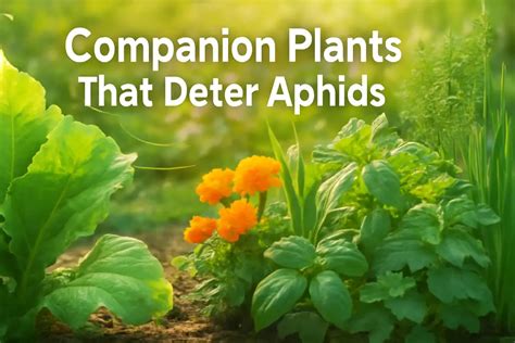 plants that deter aphids