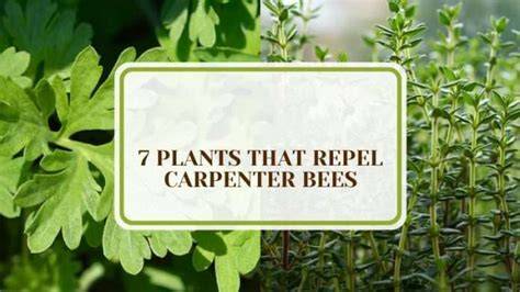 plants that deter carpenter bees