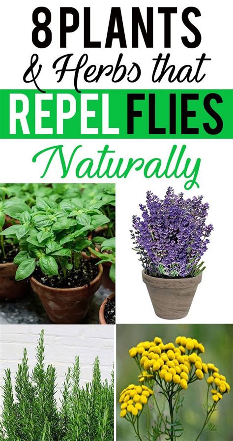 plants that deter flies