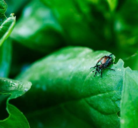 plants that deter japanese beetles