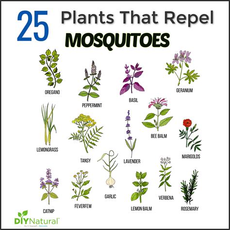 plants that deter mosquitoes
