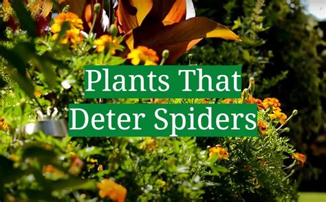 plants that deter spiders