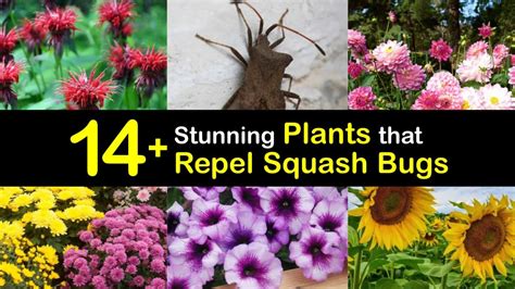 plants that deter squash bugs