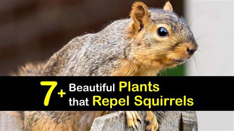 plants that deter squirrels