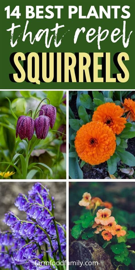 plants that deter squirrels