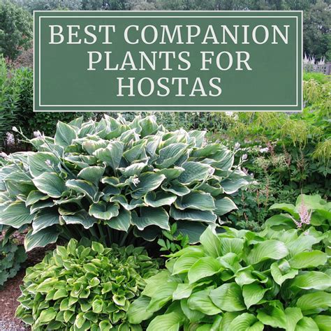 plants that go well with hostas