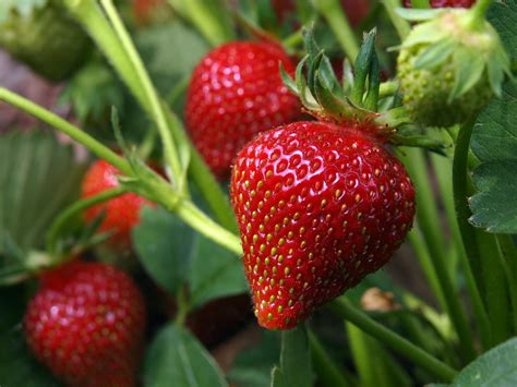 plants that grow well with strawberries