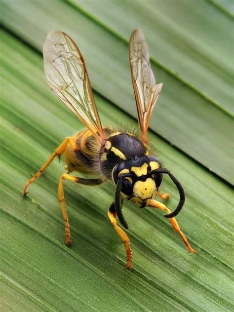 plants that keep away wasps
