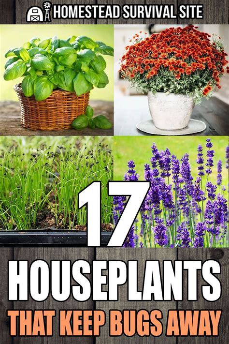 plants that keep bed bugs away