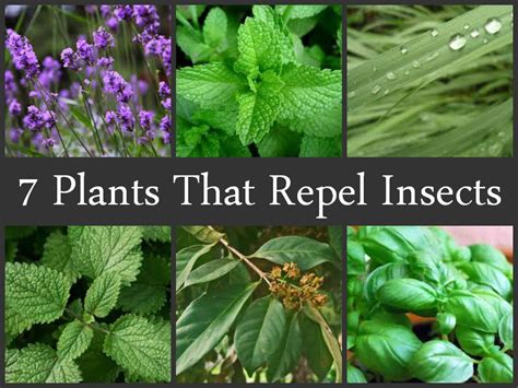 plants that keep bugs away outdoors