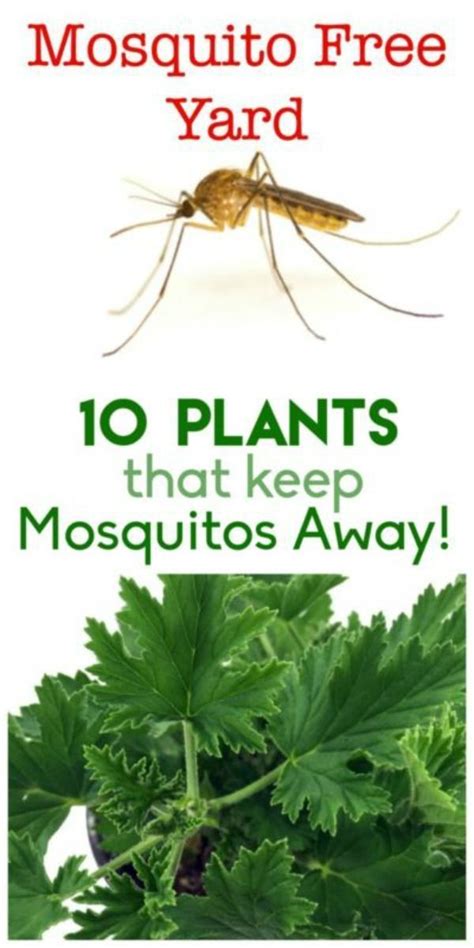 plants that keep mozzies away