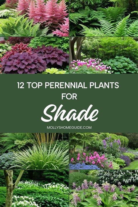 plants that like shade