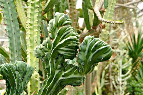 plants that look like cactus