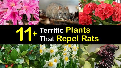 plants that rats hate