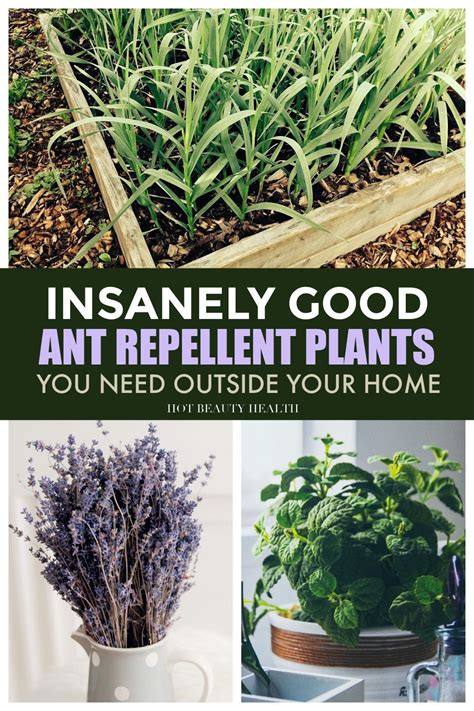 plants that repel ants and termites