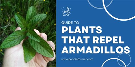 plants that repel armadillos