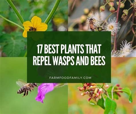 plants that repel bees