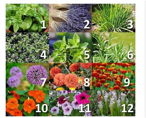 plants that repel gnats