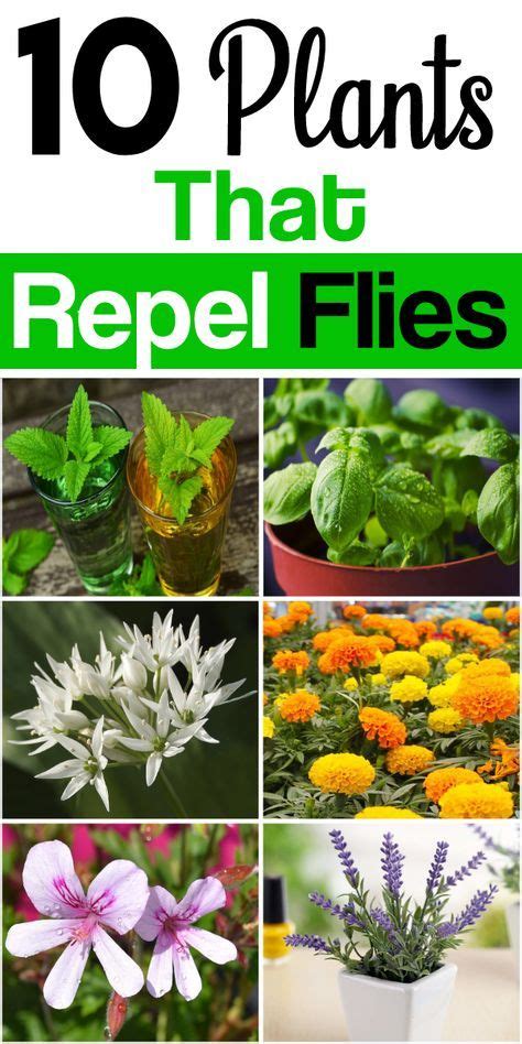 plants that repel gnats and flies