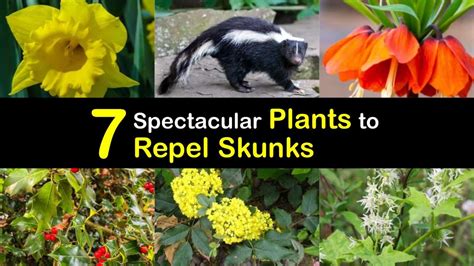 plants that repel skunks