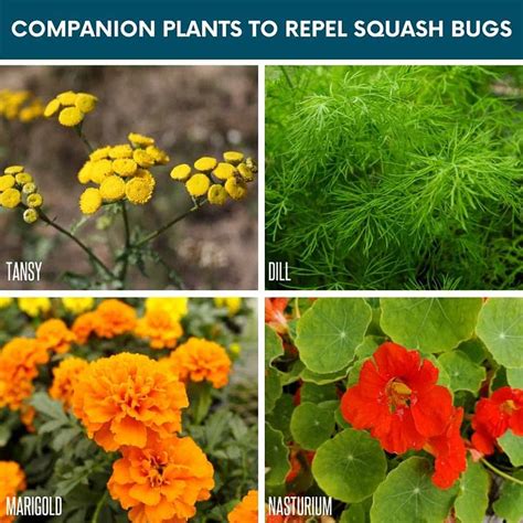 plants that repel squash bugs
