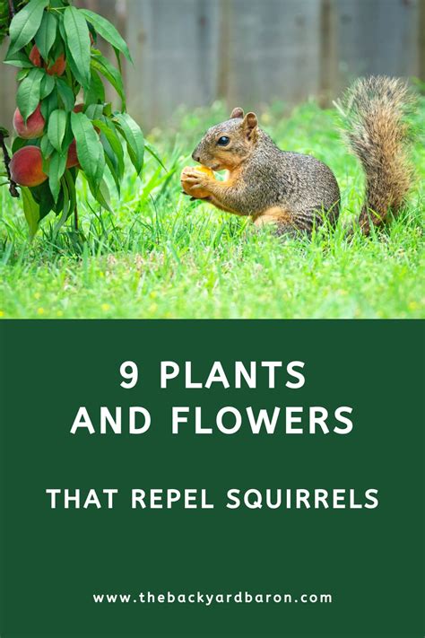 plants that repel squirrels