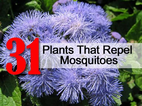 plants that repel ticks and mosquitoes