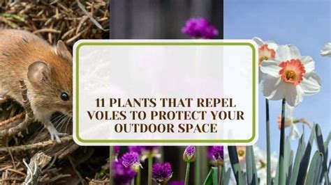 plants that repel voles