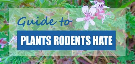 plants that rodents hate