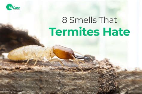 plants that termites hate