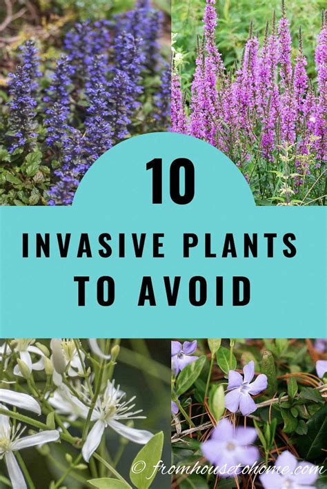 Plants to Avoid