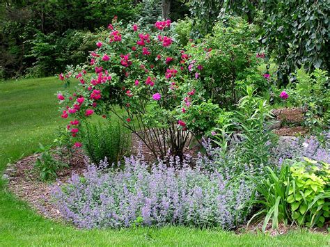 plants to complement roses