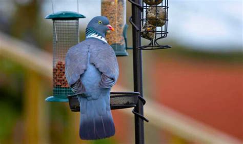plants to deter pigeons